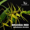 Brassia Rex x Brassada Mivada Orquídea para Terrario