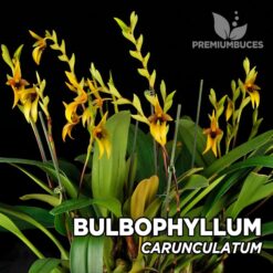 Bulbophyllum Carunculatum Orquídea para Terrario