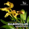 Bulbophyllum Grandiflorum Orquídea para Terrario