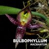 Bulbophyllum Macranthum Orquídea para Terrario