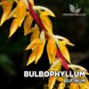 Bulbophyllum Rufinum Orquídea para Terrario