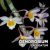 Dendrobium Crepidatum Orquídea para Terrario