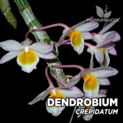 Dendrobium Crepidatum Orquídea para Terrario