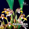 Maxillaria Picta Orquídea para Terrario