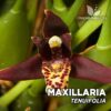 Maxillaria Tenuifolia Orquídea para Terrario