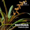 Racinaea Parviflora
