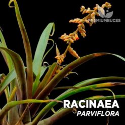 Racinaea Parviflora