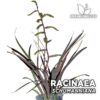 Racinaea Schumanniana