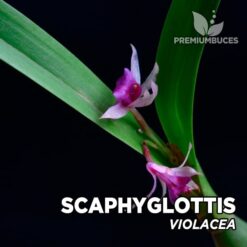 Scaphyglottis Violacea Orquídea para Terrario