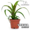 Vriesea Racinae