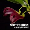 Zootrophion Atropurpureum Orquídea para Terrario