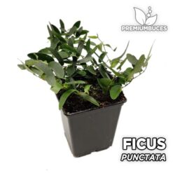 Compra online la planta para terrario Ficus Punctata. Calidad y entrega excepcional. Ficus Punctata en Premium Buces.