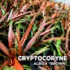 Compra online la planta para acuario Cryptocoryne Albida "Brown". Calidad y entrega excepcional. Cryptocoryne Albida "Brown" en Premium Buces.