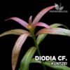 Compra online la planta para acuario Diodia cf. Kuntzei. Calidad y entrega excepcional. Diodia cf. Kuntzei en Premium Buces.