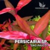 Compra online la planta para acuario Persicaria sp. "Sao Paulo". Calidad y entrega excepcional. Persicaria sp. "Sao Paulo" en Premium Buces.