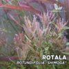 Compra online la planta para acuario Rotala Rotundifolia "Shimoga". Calidad y entrega excepcional. Rotala Rotundifolia "Shimoga" en Premium Buces.