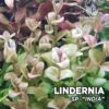 Compra online la planta para acuario Lindernia sp. "India". Calidad y entrega excepcional. Lindernia sp. "India" en Premium Buces.
