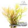 Compra online la planta para acuario Rotala Rotundifolia "Laos". Calidad y entrega excepcional. Rotala Rotundifolia "Laos" en Premium Buces.