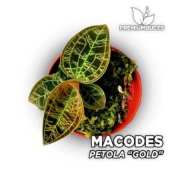 Macodes Petola "Gold"