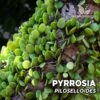 Compra online la planta para terrario Pyrrosia Piloselloides. Calidad y entrega excepcional. Pyrrosia Piloselloides en Premium Buces.