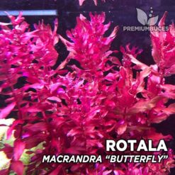 Compra online la planta para acuario Rotala Macrandra "Butterfly". Calidad y entrega excepcional. Rotala Macrandra "Butterfly" en Premium Buces