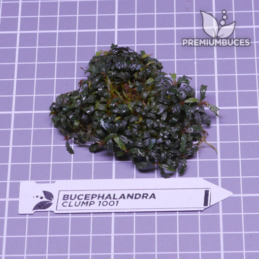 Bucephalandra Clump #1001