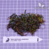 Bucephalandra Clump #1101