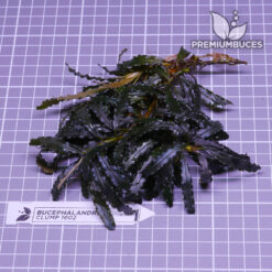 Bucephalandra Clump #1602