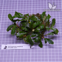 Bucephalandra Clump #1701