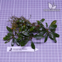 Bucephalandra Clump #1702