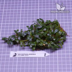 Bucephalandra Clump #2101