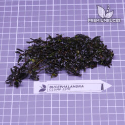 Bucephalandra Clump #2201