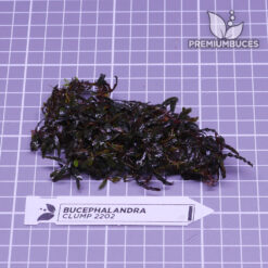 Bucephalandra Clump #2202