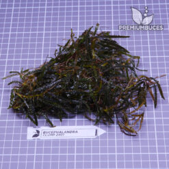 Bucephalandra Clump #2401