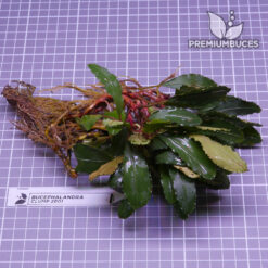 Bucephalandra Clump #2601