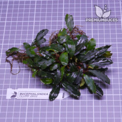 Bucephalandra Clump #2602