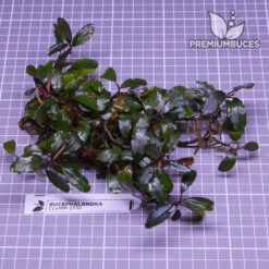 Bucephalandra Clump #1802