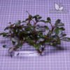 Bucephalandra Clump #2702