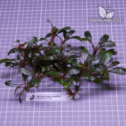 Bucephalandra Clump #2702