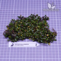 Bucephalandra Clump #3001