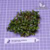 Bucephalandra Clump #3201