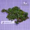 Bucephalandra Clump #3403