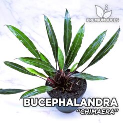 Bucephalandra "Chimaera"