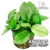 Anubias Nana Jade planta para Acuario