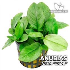 Anubias Nana Jade planta para Acuario