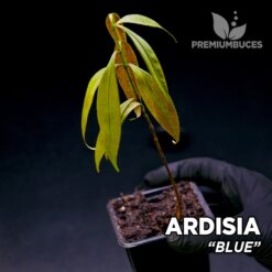 Ardisia Blue planta para Terrario