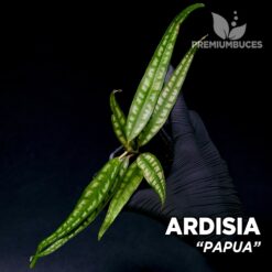Ardisia Papua planta para Terrario
