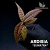 Ardisia Sumatra planta para Terrario