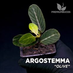 Argostemma Olive planta para Terrario