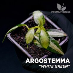 Argostemma White Green planta para Terrario